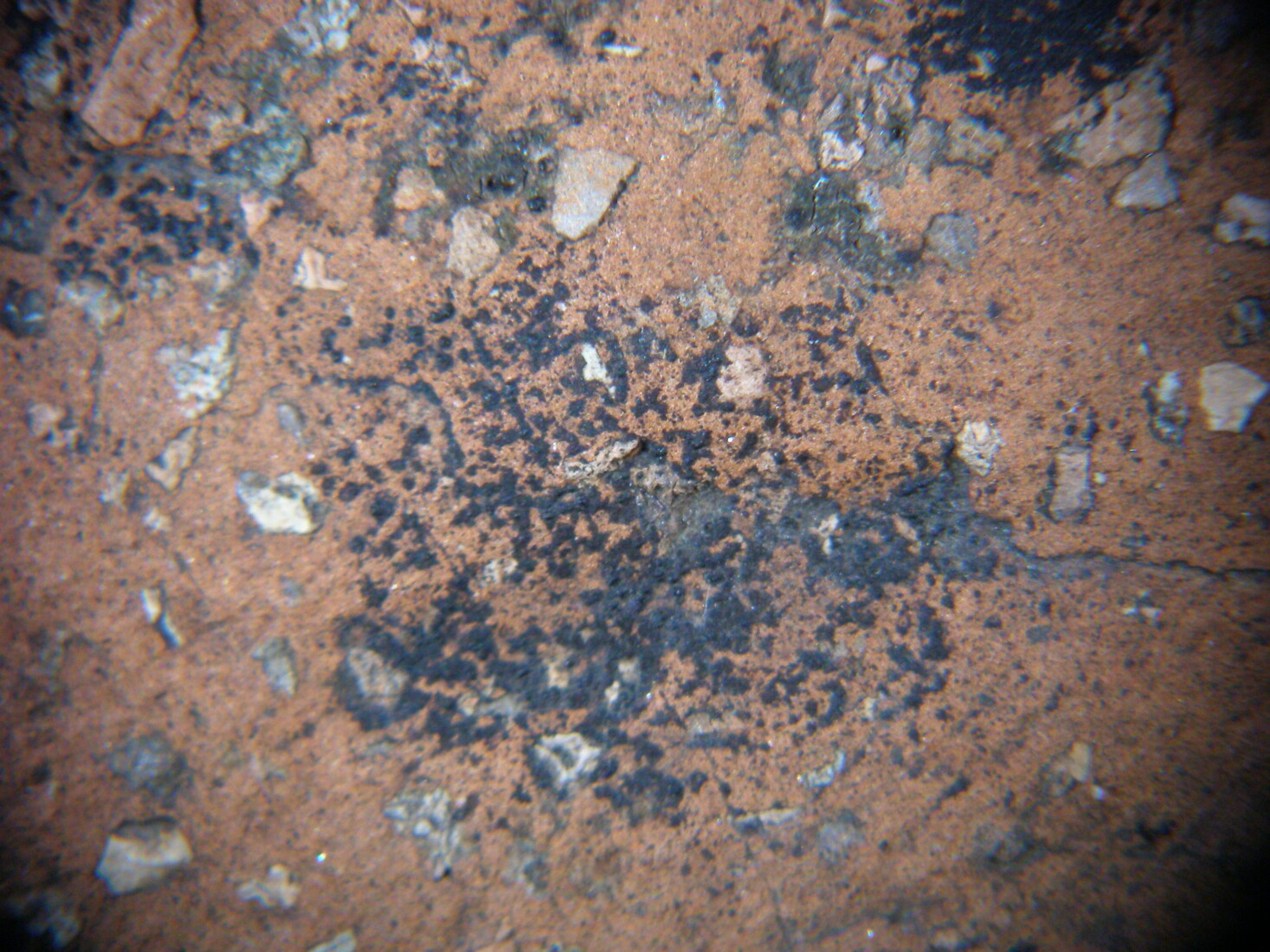 Photo from observation under microscope of biological deposits on the surface of a ceramic work by Efthymiadi
