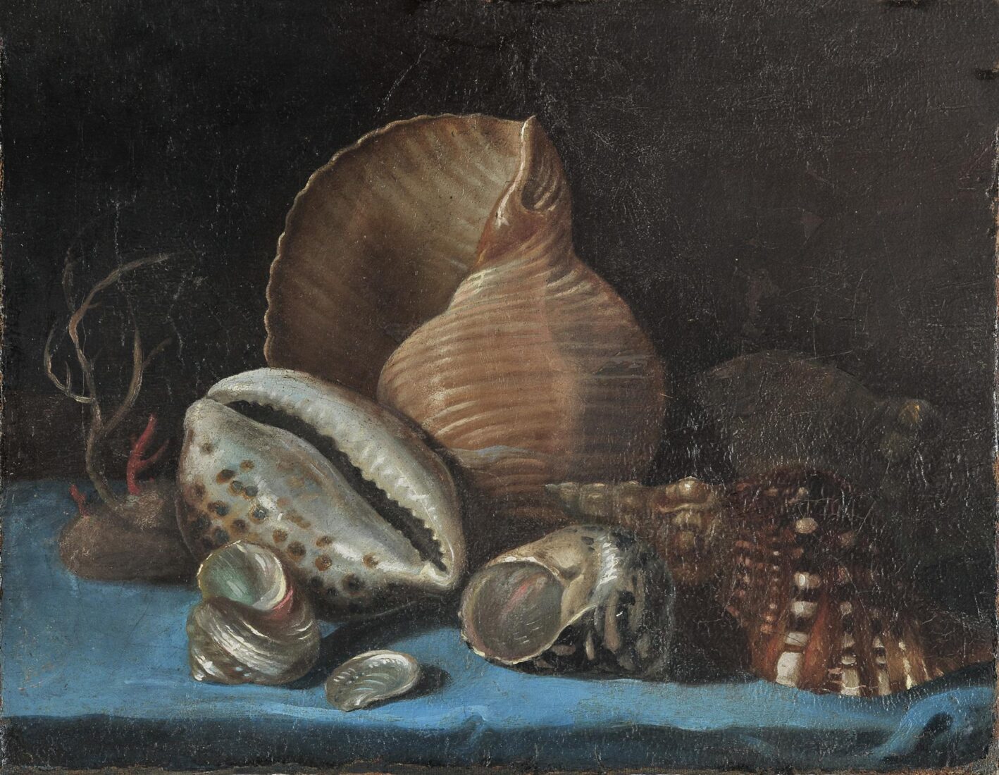 Seashells - Kapeller Jean Solomon