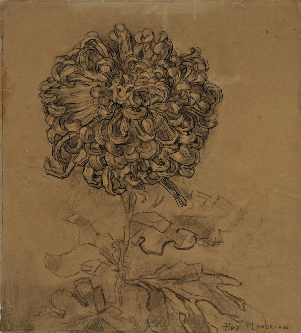 Study of Flower (Chrysanthemum) - Mondrian Piet