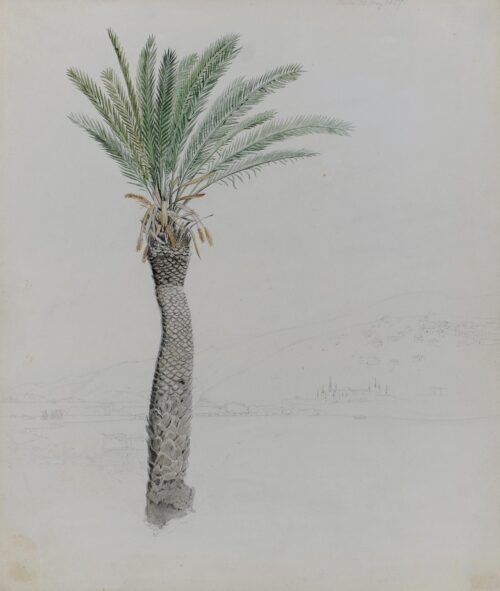 Palm Tree - Krazeisen Karl