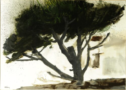Black pine - Tetsis Panayiotis