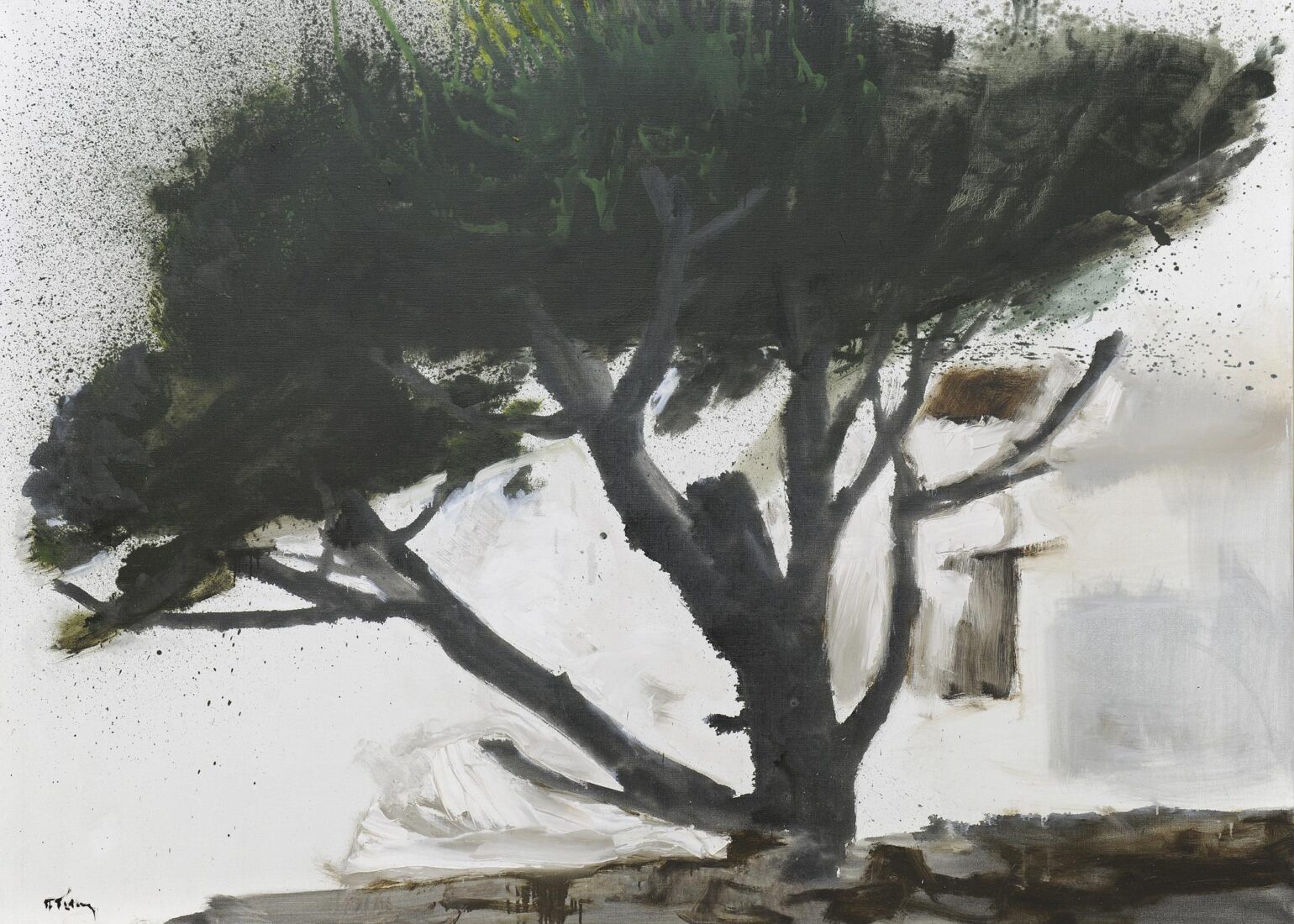 Black pine