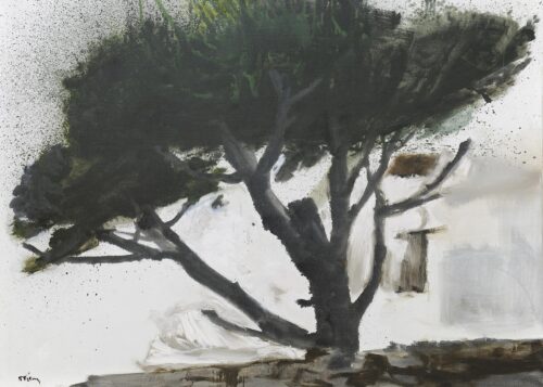 Μαύρος πεύκος - Τέτσης Παναγιώτης